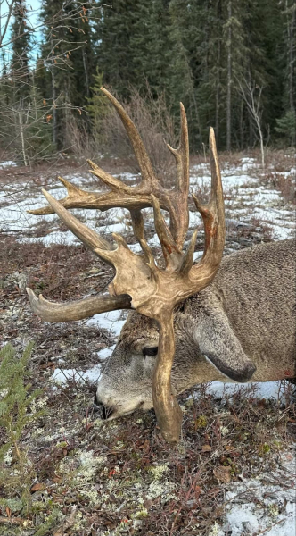 Auf sehr kapitale Weisswedelhirsche in Alberta waidwerken – Bild 5