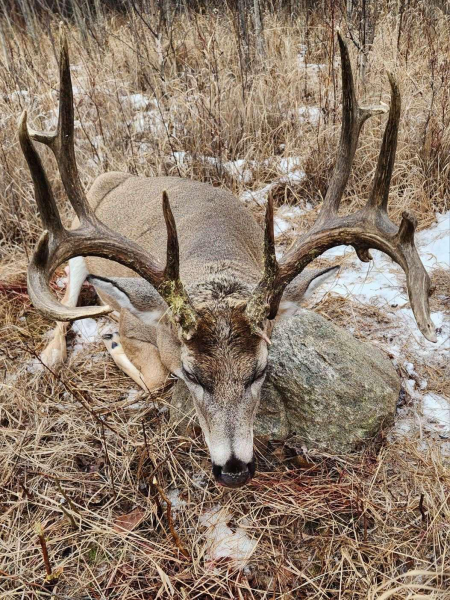 Auf sehr kapitale Weisswedelhirsche in Alberta waidwerken – Bild 4