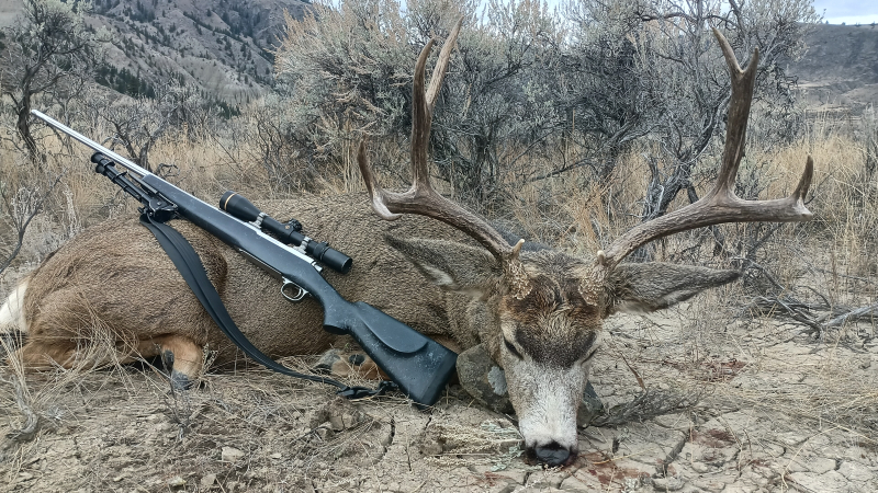 Jagd auf brave Maultierhirsche zur Brunft in BC/Kanada – Bild 4