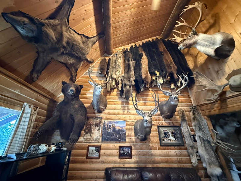Jagd auf brave Maultierhirsche zur Brunft in BC/Kanada – Bild 6