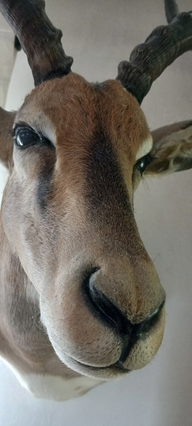 Black Face Impala-Schultermontage – kuva 3
