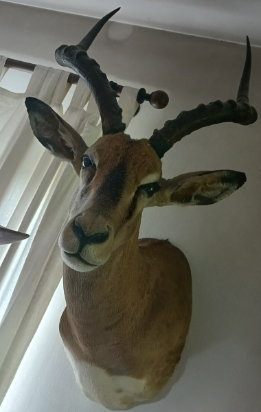 Black Face Impala-Schultermontage – kuva 2