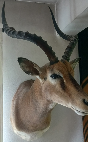 Black Face Impala-Schultermontage – kuva 4
