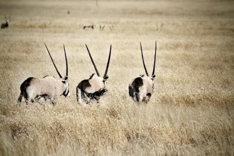 Jagd-Safari in SA inkl. Professional Hunters – Bild 5