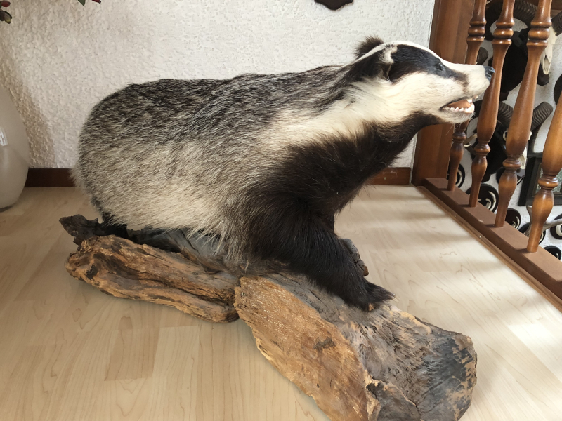 Trophäensammlung – kuva 4