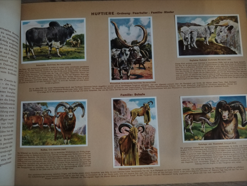 Wunder der Tierwelt 1933 – Bild 4