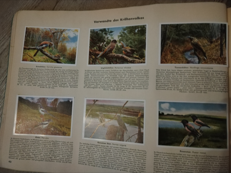 Aus Deutschlands Vogelwelt 1932 – Bild 3