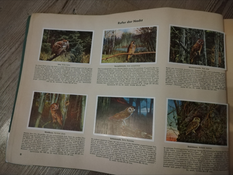 Aus Deutschlands Vogelwelt 1932 – Bild 4