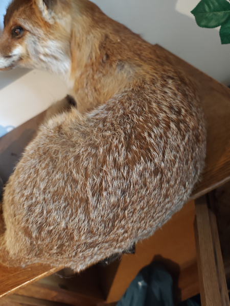 Fuchs Präparat aus Nachlass – attēls 4