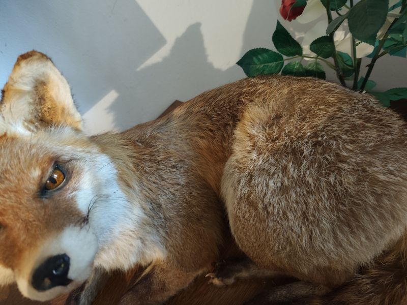Fuchs Präparat aus Nachlass – attēls 5