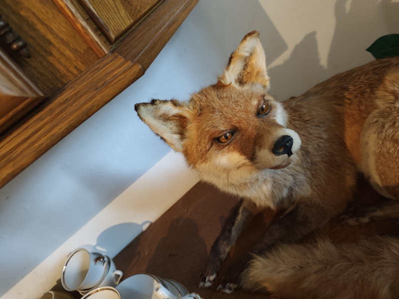 Fuchs Präparat aus Nachlass – attēls 2