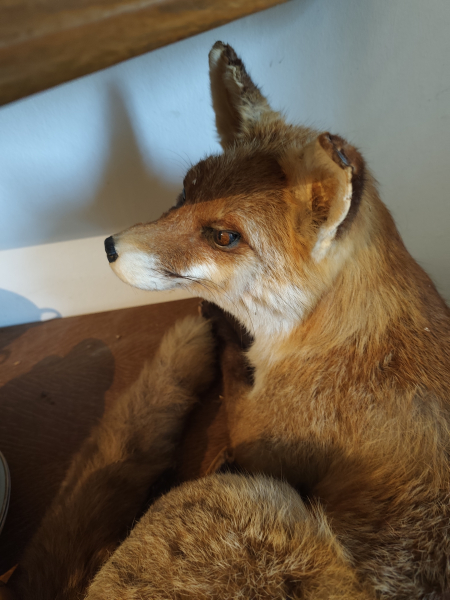 Fuchs Präparat aus Nachlass – attēls 3