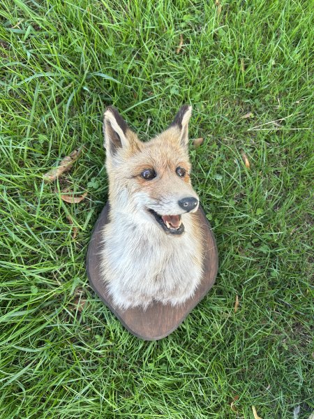 Fuchs Schultermontage – Bild 1