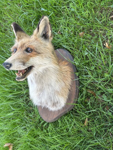 Fuchs Schultermontage – Bild 2