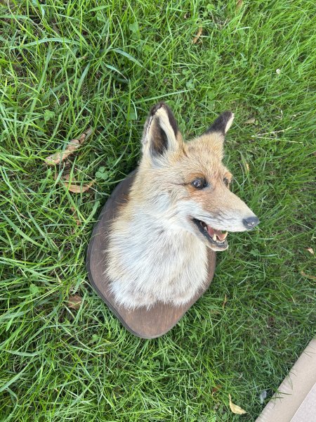 Fuchs Schultermontage – Bild 4
