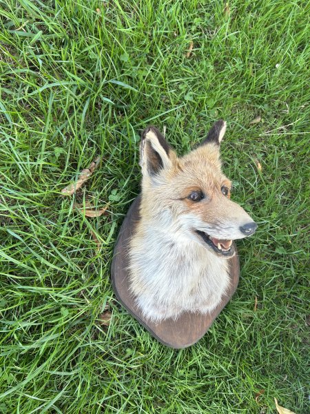 Fuchs Schultermontage – Bild 3