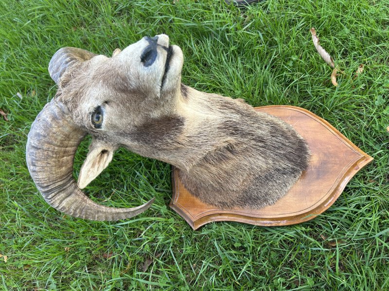 Muffelwidder Präparat / Schulterpräparat auf Holzschild – Jagdtrophäe – Bild 3