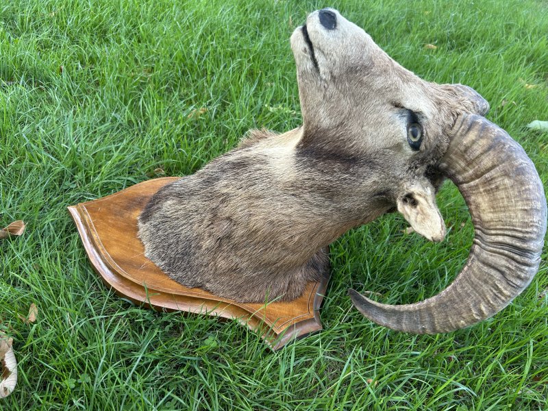 Muffelwidder Präparat / Schulterpräparat auf Holzschild – Jagdtrophäe – Bild 2