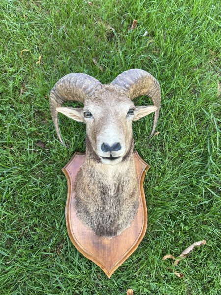 Muffelwidder Präparat / Schulterpräparat auf Holzschild – Jagdtrophäe – Bild 1