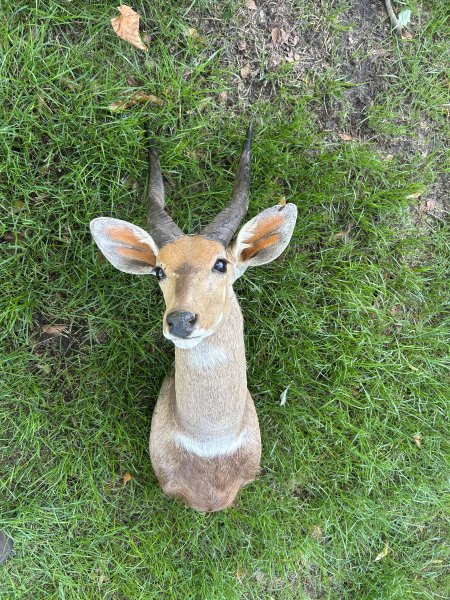 Afrikanische Antilope – Buschbock Schulterpräparat / Jagdtrophäe – schöne Hörner – Bild 3
