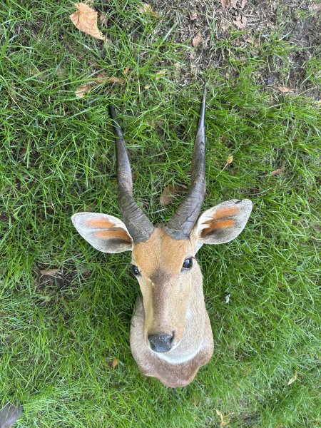 Afrikanische Antilope – Buschbock Schulterpräparat / Jagdtrophäe – schöne Hörner – Bild 2