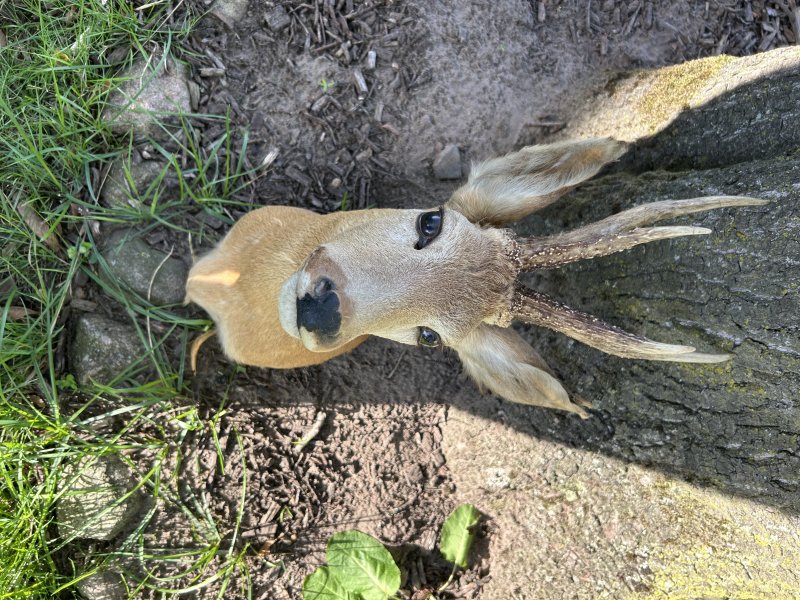 Rehbock Präparat – Schulterpräparat mit auffälligem Gehörn – Jagdtrophäe – Bild 4