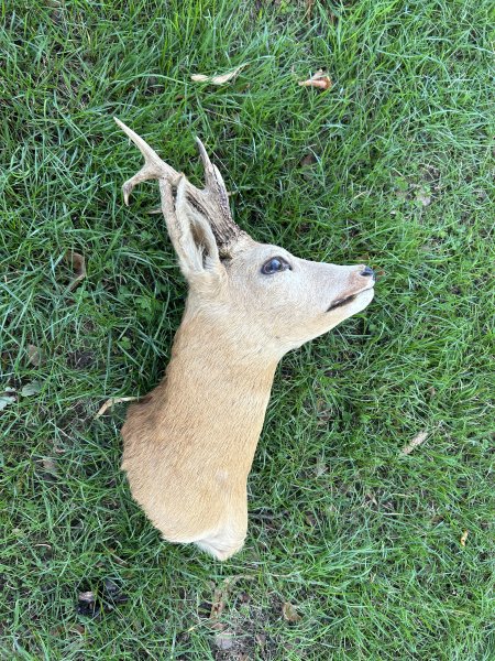 Rehbock Präparat – Schulterpräparat mit auffälligem Gehörn – Jagdtrophäe – Bild 2