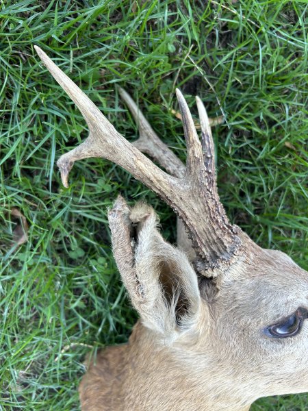 Rehbock Präparat – Schulterpräparat mit auffälligem Gehörn – Jagdtrophäe – Bild 3