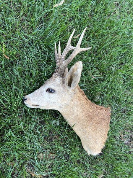 Rehbock Präparat – Schulterpräparat mit auffälligem Gehörn – Jagdtrophäe – Bild 1