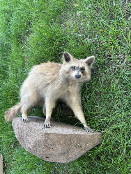 Waschbär Präparat – Ganzkörperpräparat / Tierpräparat – Jagd & Deko – Bild 2