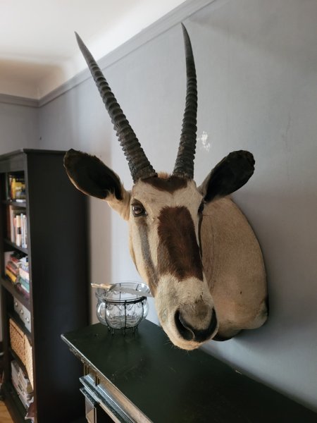 Starker Oryxbulle aus Südafrika – Bild 4