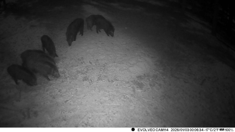ZWEITÄGIGEN DRÜCKJAGD IN DER TSCHECHIEN - LETZTE 12 PLÄTZE – Bild 4