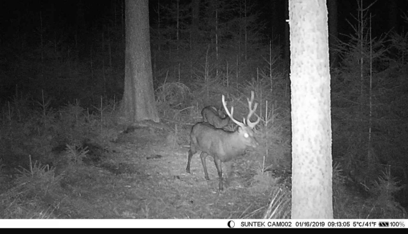 ZWEITÄGIGEN DRÜCKJAGD IN DER TSCHECHIEN - LETZTE 12 PLÄTZE – Bild 5