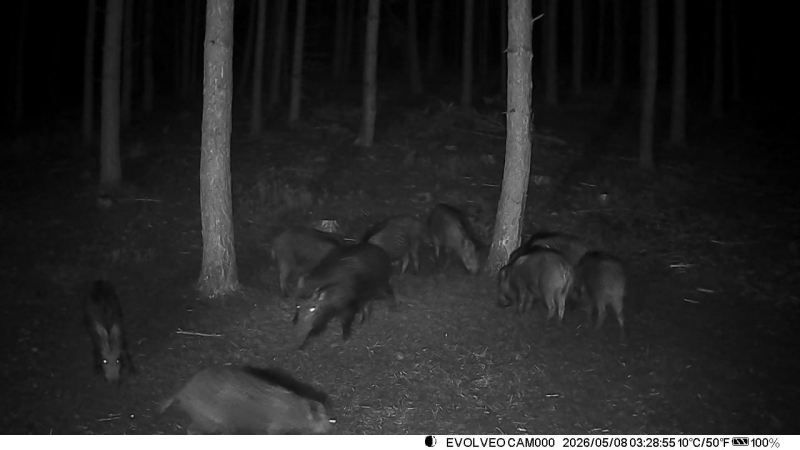 ZWEITÄGIGEN DRÜCKJAGD IN DER TSCHECHIEN - LETZTE 12 PLÄTZE – Bild 6