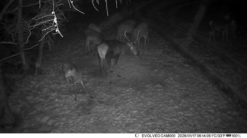 ZWEITÄGIGEN DRÜCKJAGD IN DER TSCHECHIEN - LETZTE 12 PLÄTZE – Bild 3