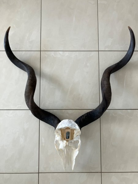 Kudu Schädeltrophäe – Jagdtrophäe – Hornlänge 112 cm – Bild 2