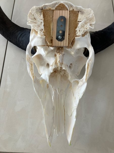 Kudu Schädeltrophäe – Jagdtrophäe – Hornlänge 112 cm – Bild 3