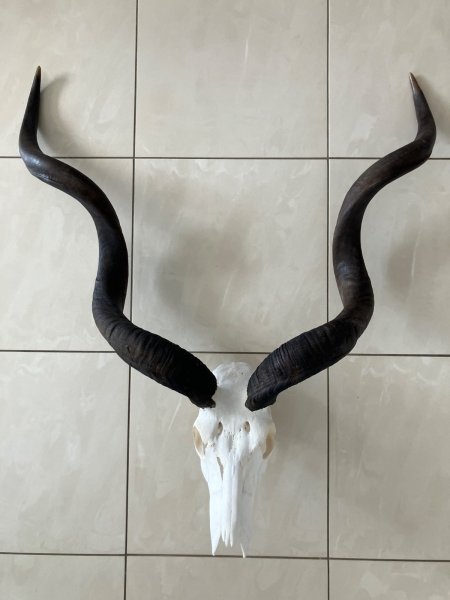 Kudu Schädeltrophäe – Jagdtrophäe – Hornlänge 112 cm – Bild 1