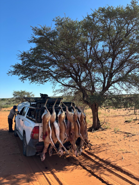 Reduktionsjagd - 22 Stk. Wild inkludiert - Namibia – Bild 6