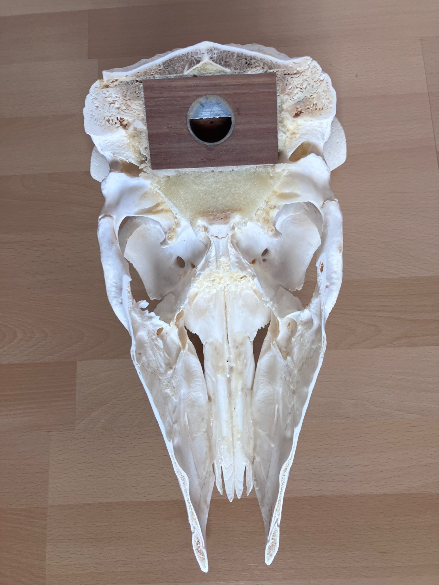 Kudu Schädeltrophäe – Jagdtrophäe – Hornlänge 105 cm – Bild 2