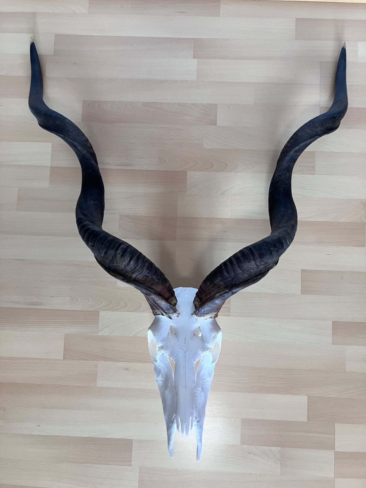 Kudu Schädeltrophäe – Jagdtrophäe – Hornlänge 105 cm – Bild 1