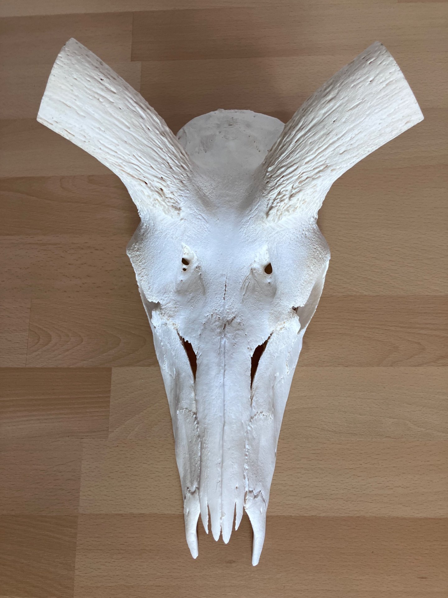 Kudu Schädeltrophäe – Jagdtrophäe – Hornlänge 105 cm – Bild 3