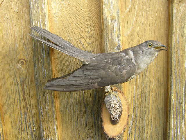 Altpräparat, Präparat Vogel – Bild 1