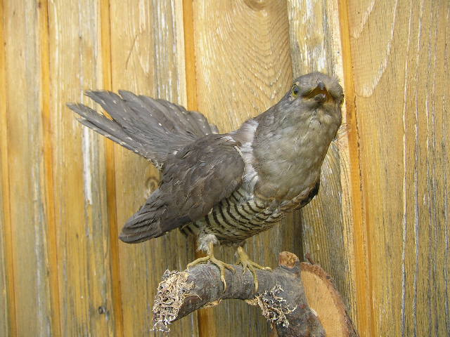 Altpräparat, Präparat Vogel – Bild 2