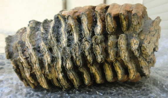Mammut Backenzahn stabilisiert – Bild 3