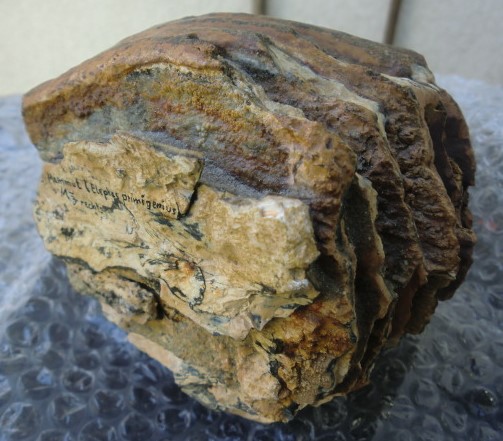 Mammut Backenzahn stabilisiert – Bild 4