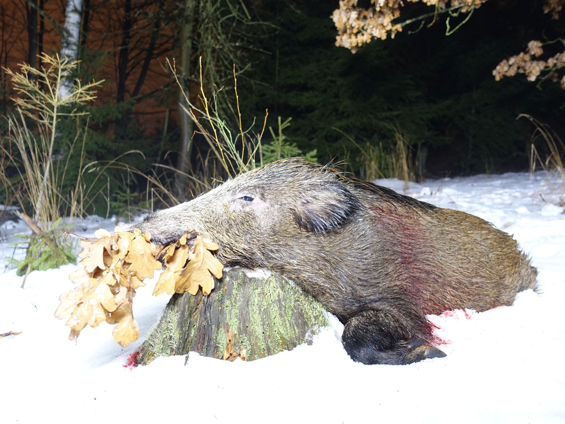 Ansitzwochenende in Tschechien: Schwarzwild, Rehwild, Rotwild, Damwild, Raubwild – Bild 1