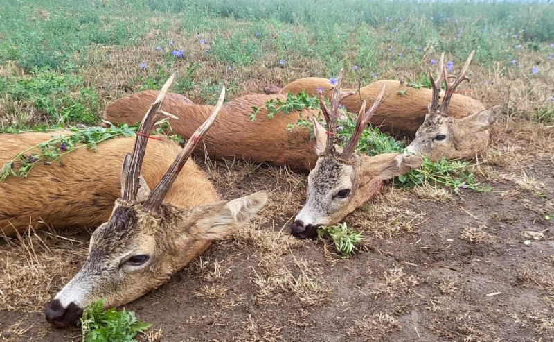 Bock Pauschaljagd 2027 RUMÄNIEN inkl. 3 Böcke bis 350 Gramm € 1650,- – Bild 2