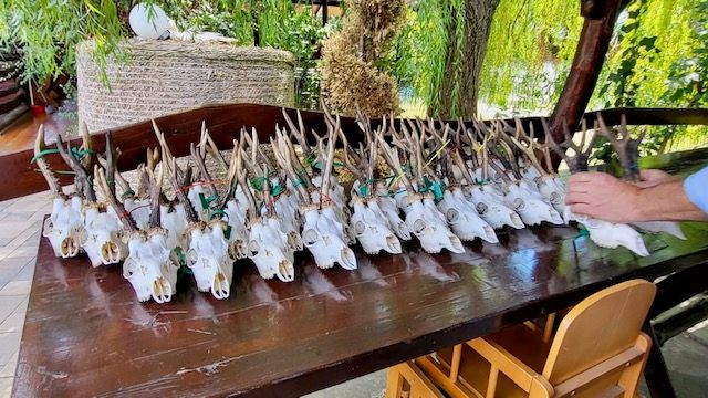 Bock Pauschaljagd 2027 RUMÄNIEN inkl. 3 Böcke bis 350 Gramm € 1650,- – Bild 3