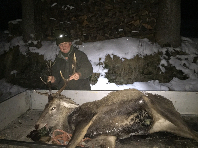 Rotwild, Sauen und Bockjagd im Bayerischen Wald – Bild 5